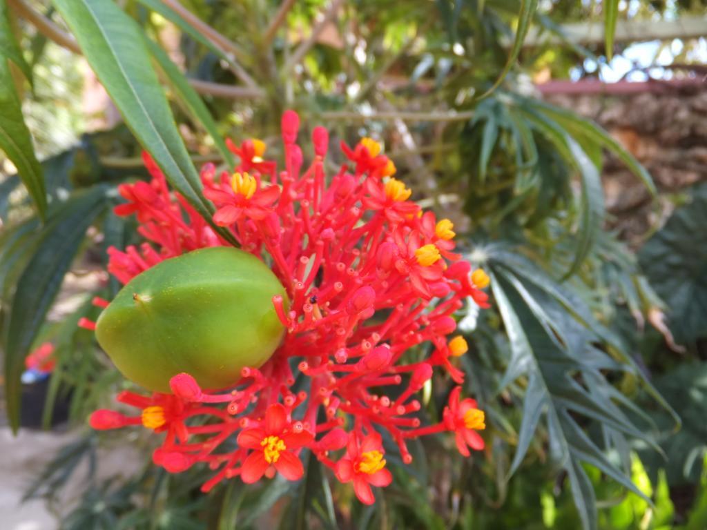 Pimento Lodge Resort Port Antonio Eksteriør billede